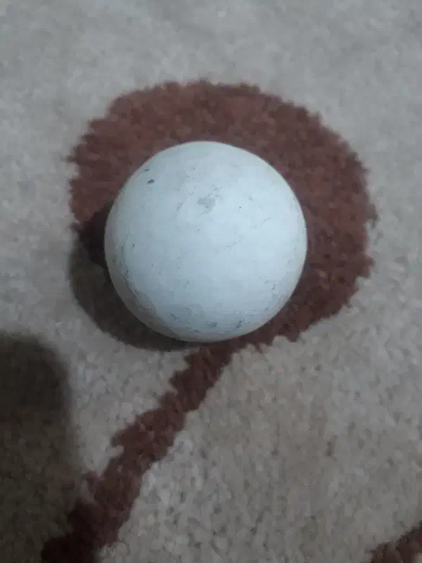 خواهشن وقت هم رونگیریم مشتری هستین بزنکین|کلکسیون اشیاء عتیقه|شبستر, |دیوار