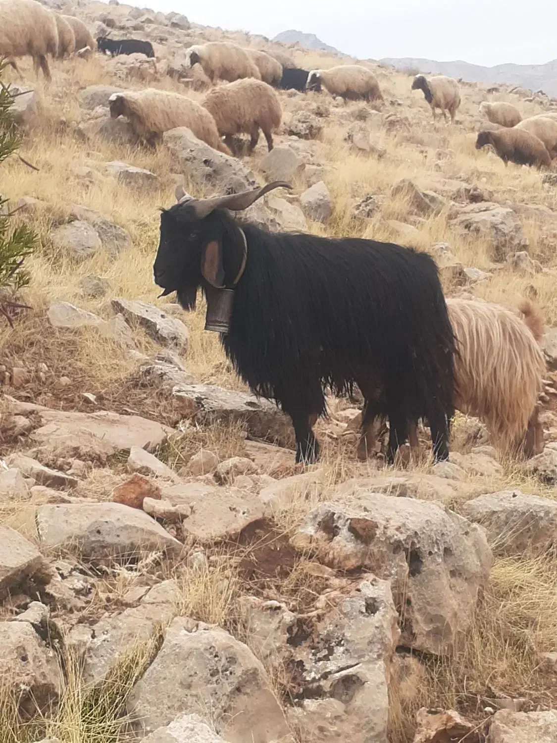 دو نربز کردی اصل وجوان|حیوانات مزرعه|سرپل ذهاب, |دیوار