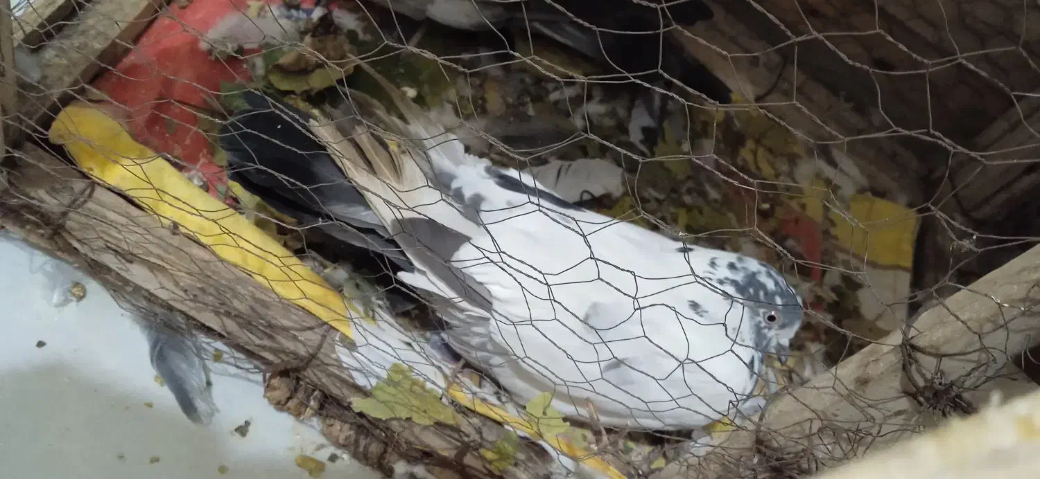 کبوتر|پرنده|ایلام, |دیوار