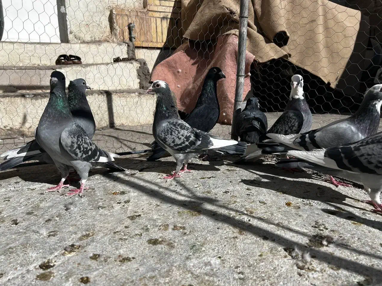 9تا کبوتر|پرنده|بم, |دیوار