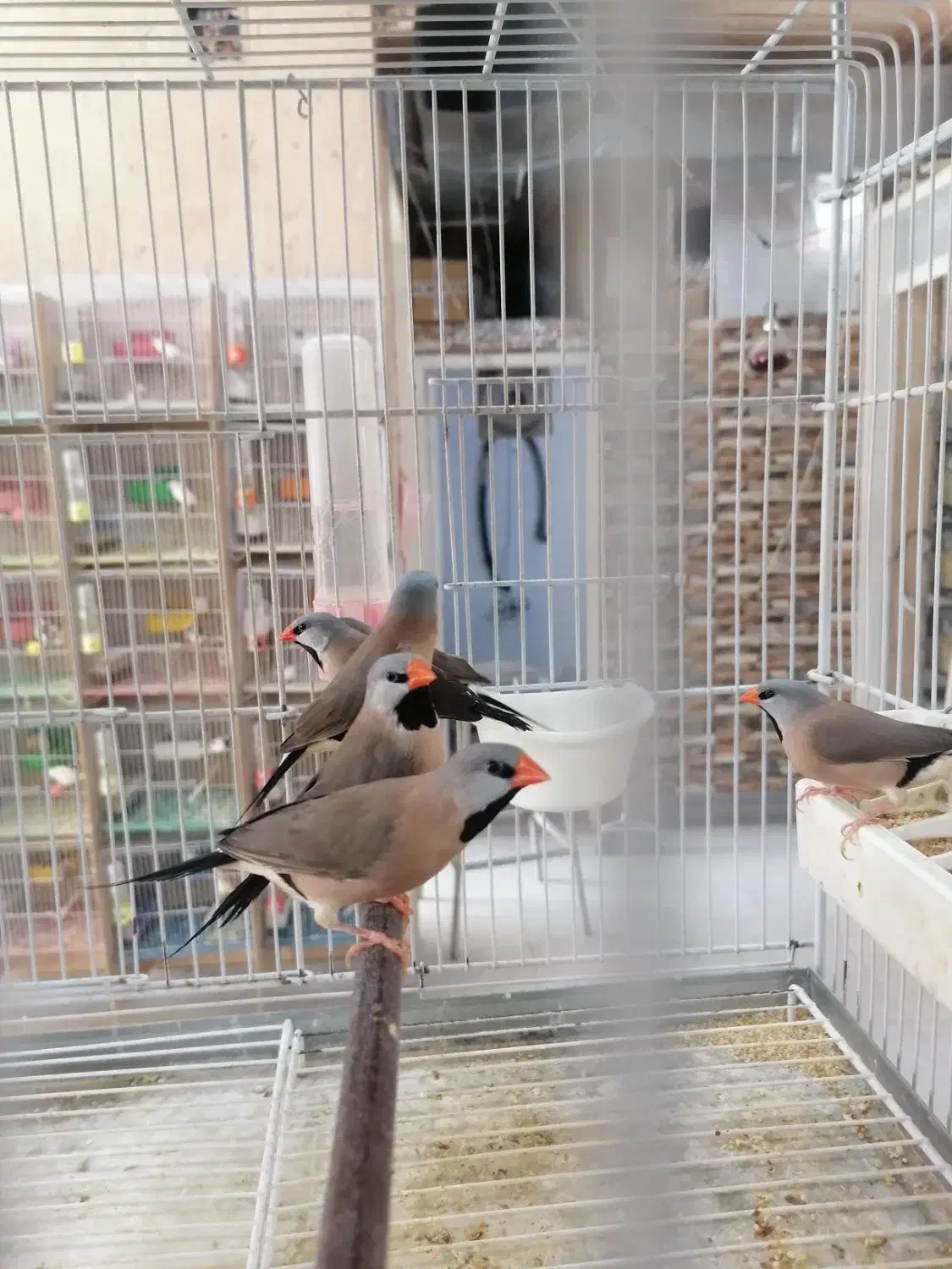 فنچ کرواتی|پرنده|شیراز, کرونی(خاتونک)|دیوار