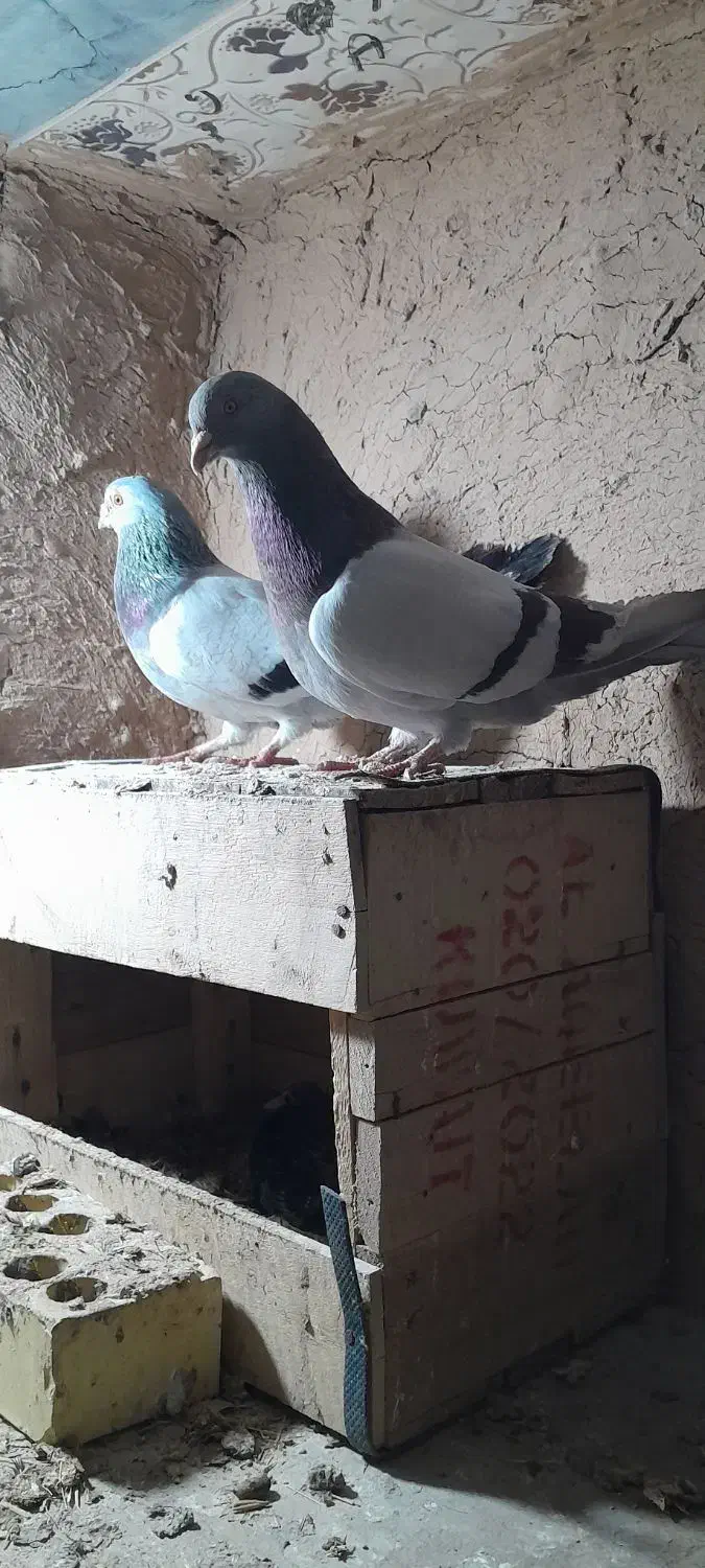 کبوتر|پرنده|امیدیه, |دیوار