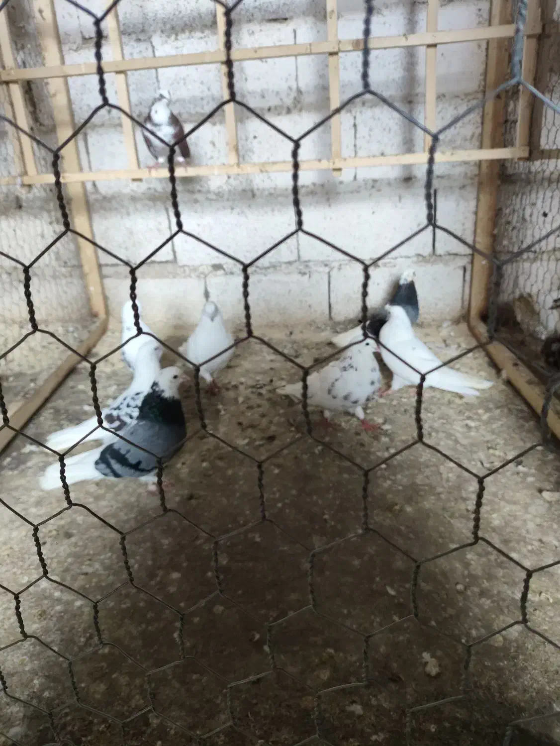 لانه سگ و تعدادی کبوتر|پرنده|رشت, حومه رشت|دیوار