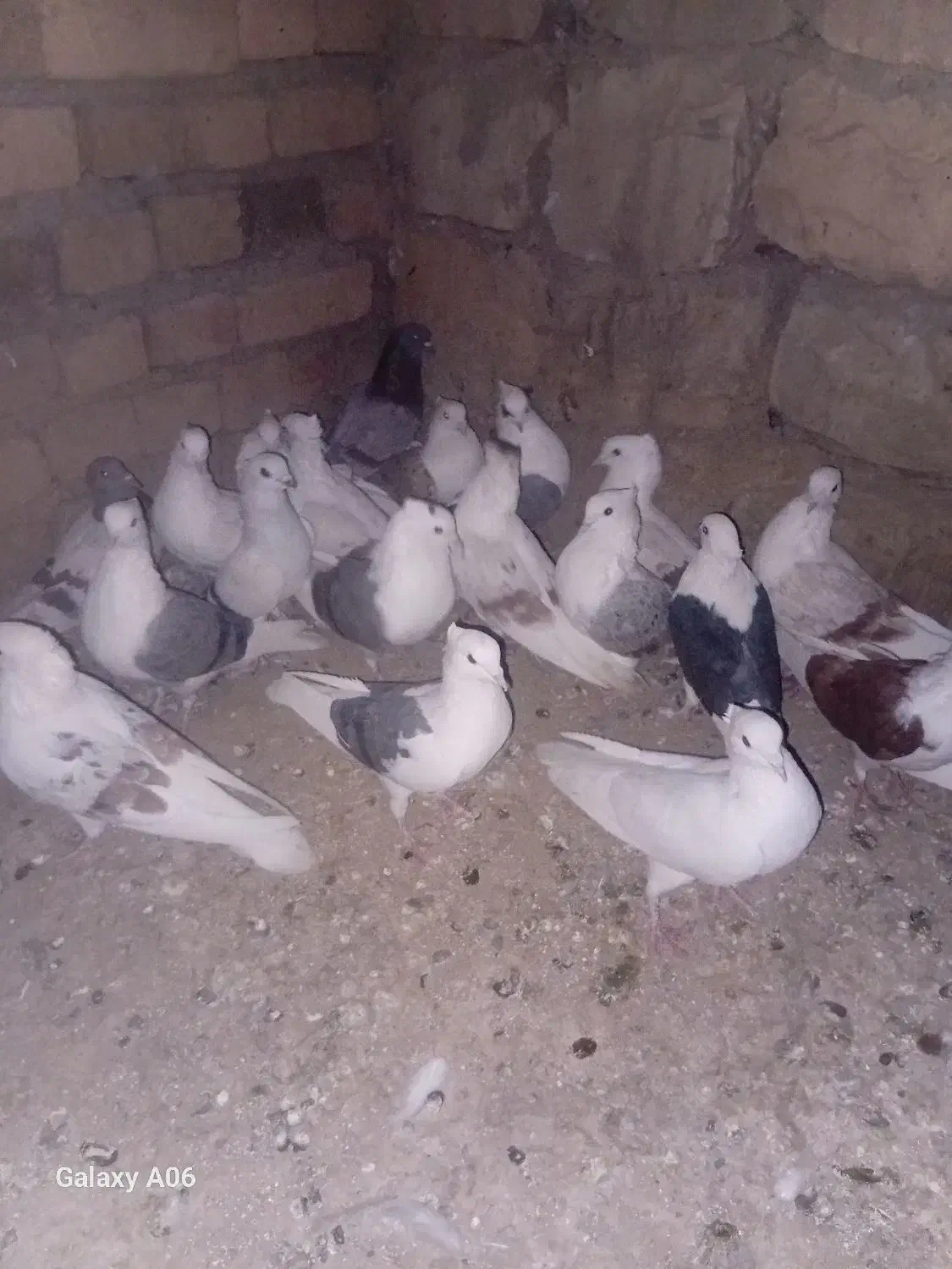 کبوتر شونی|پرنده|چگنی, |دیوار