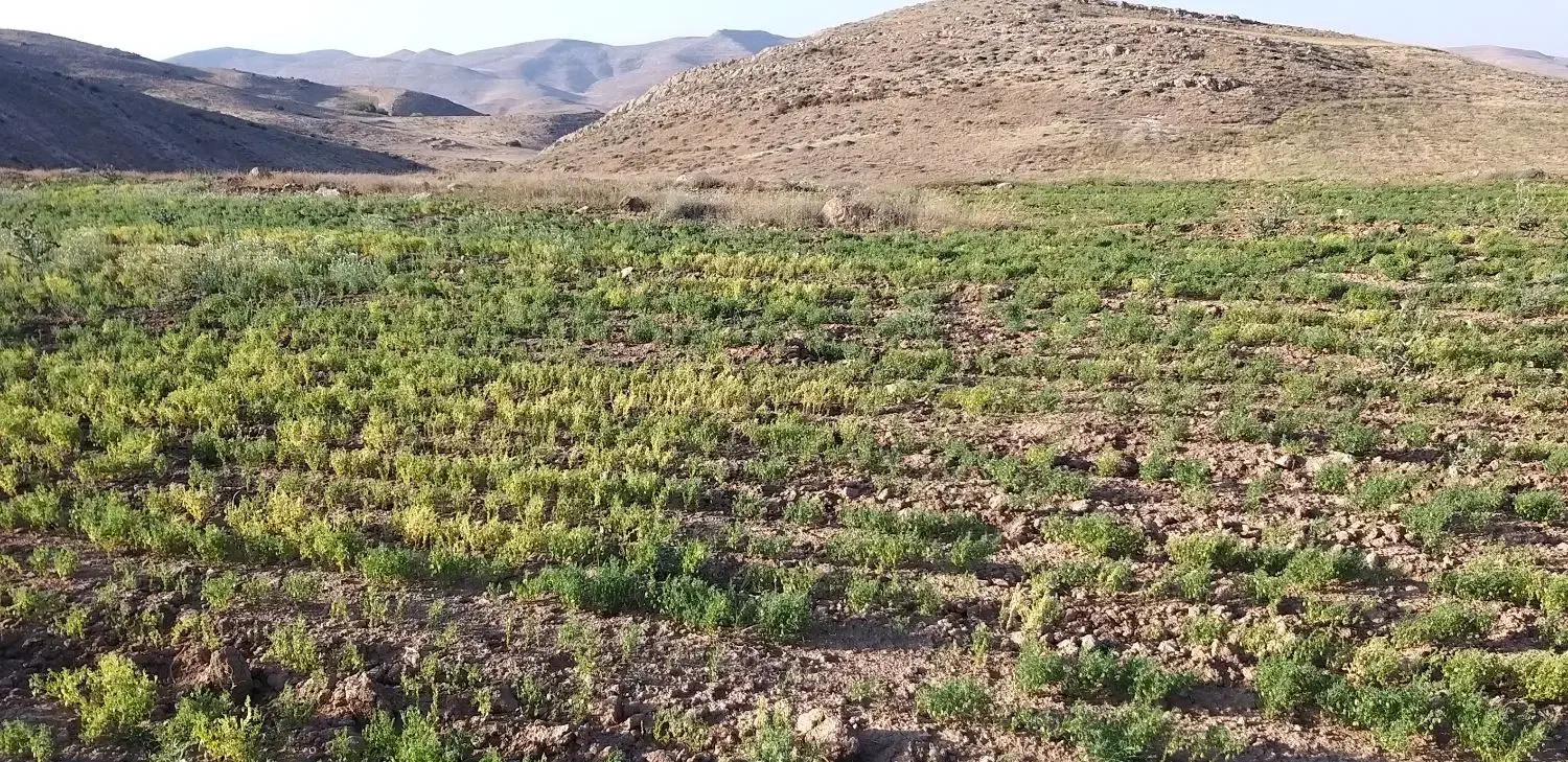 کاه عدس|لوازم جانبی حیوانات|اسفراین, |دیوار