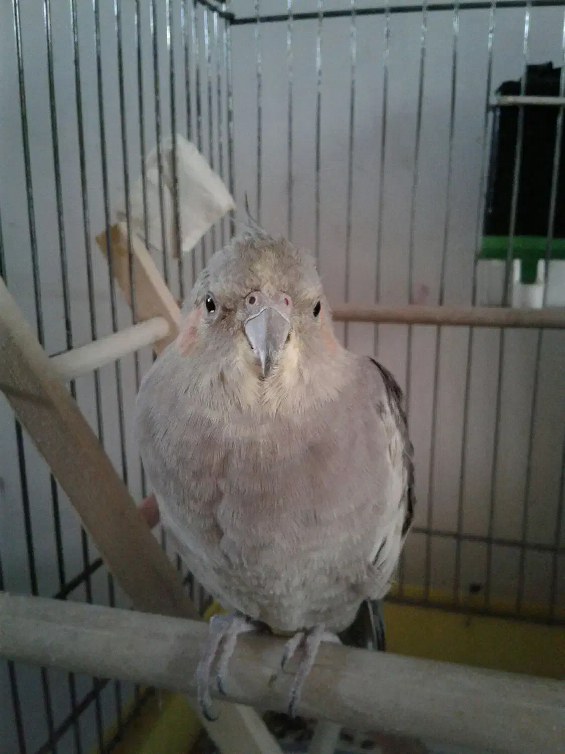 عروس هلندی 1000000|پرنده|پاکدشت, پاکدشت (مامازند)|دیوار