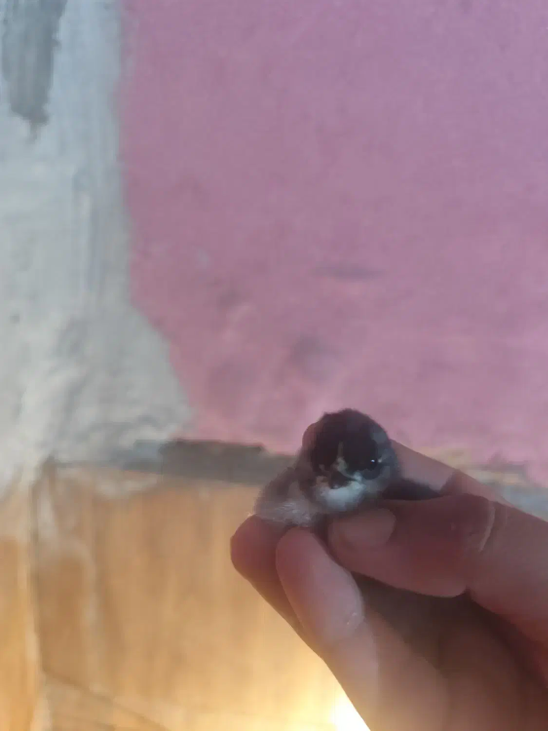 جوجه گلین|حیوانات مزرعه|سیرجان, |دیوار