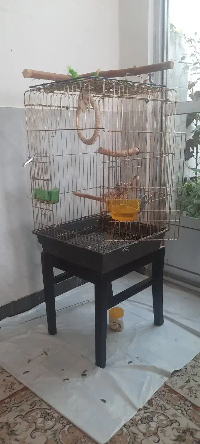 طوطی  رام  (پرنده شاه طوطی اسکندر) با قفس ولوازم|پرنده|شاهرود, |دیوار