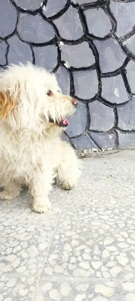 فروش حیوان خانگی|سگ|کاشان, ترک آباد|دیوار