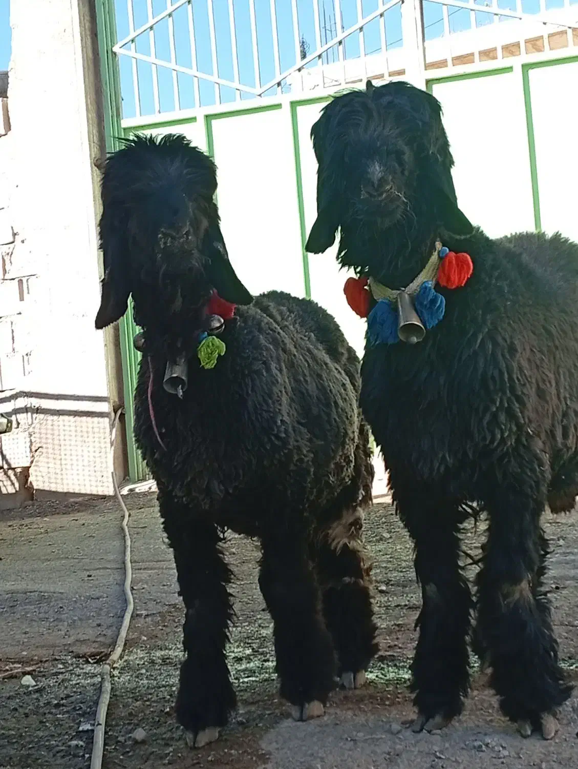 بره قوچ ترکی روزگاری نژاددار|حیوانات مزرعه|کوهرنگ, |دیوار