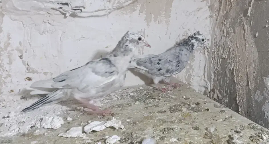 دوتا جوجه سار کاکلی|پرنده|تربت‌حیدریه, شهید قرنی|دیوار