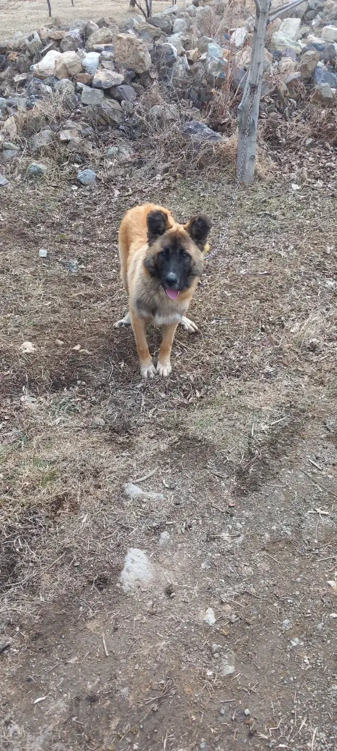 سگ گمشده|حیوانات|سنندج, |دیوار