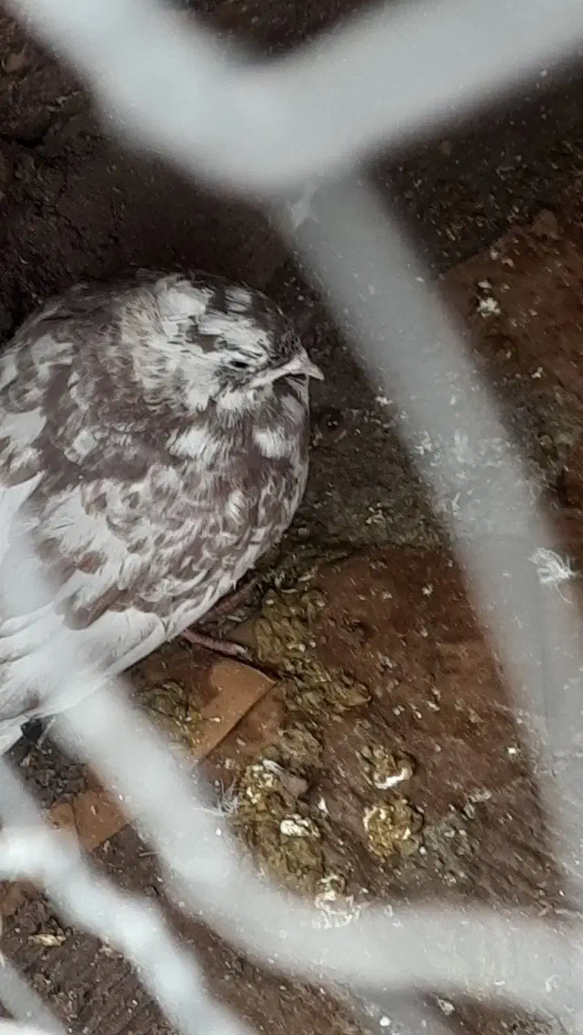 کبوتر پرشی|پرنده|سجاس رود, |دیوار