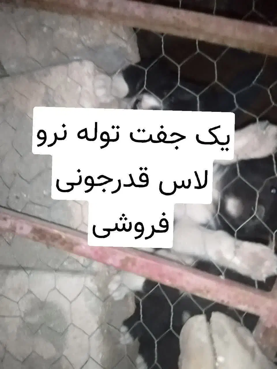 توله قدرجونی پدر مادر دار|سگ|خمینی‌شهر, |دیوار