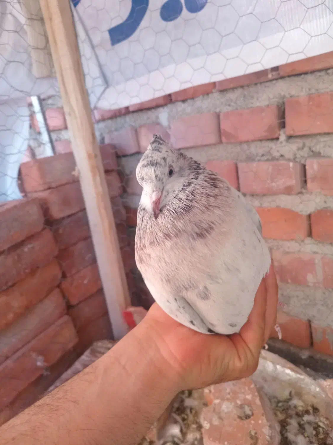 کبوتر|پرنده|نقده, |دیوار