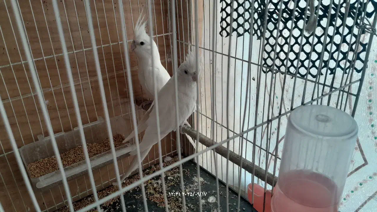 عروس هلندی آلبینو|پرنده|تربتحیدریه, طالقانی|دیوار