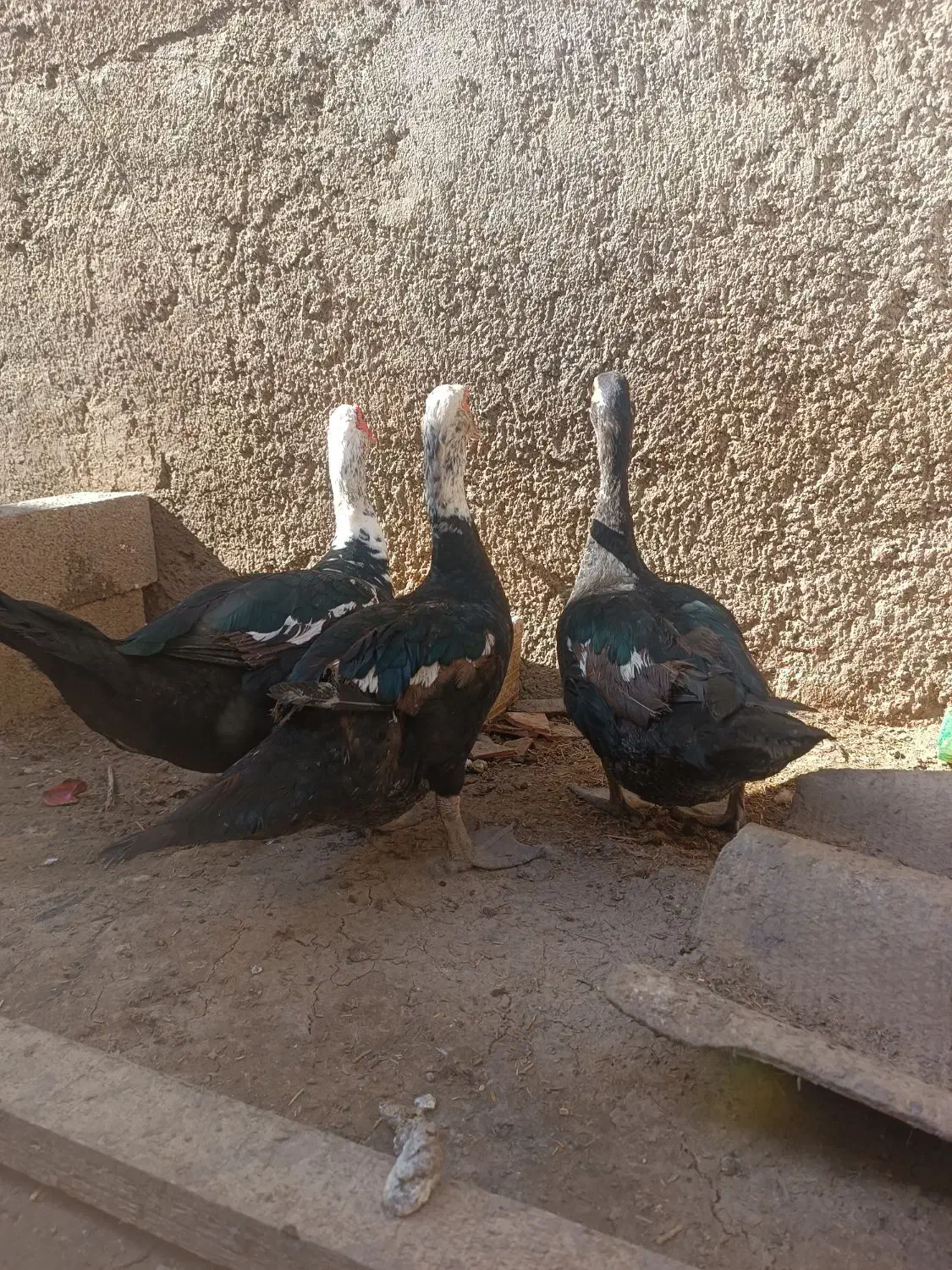 اردک اسرائیلی سالم و سرحال|پرنده|آق قلا, |دیوار