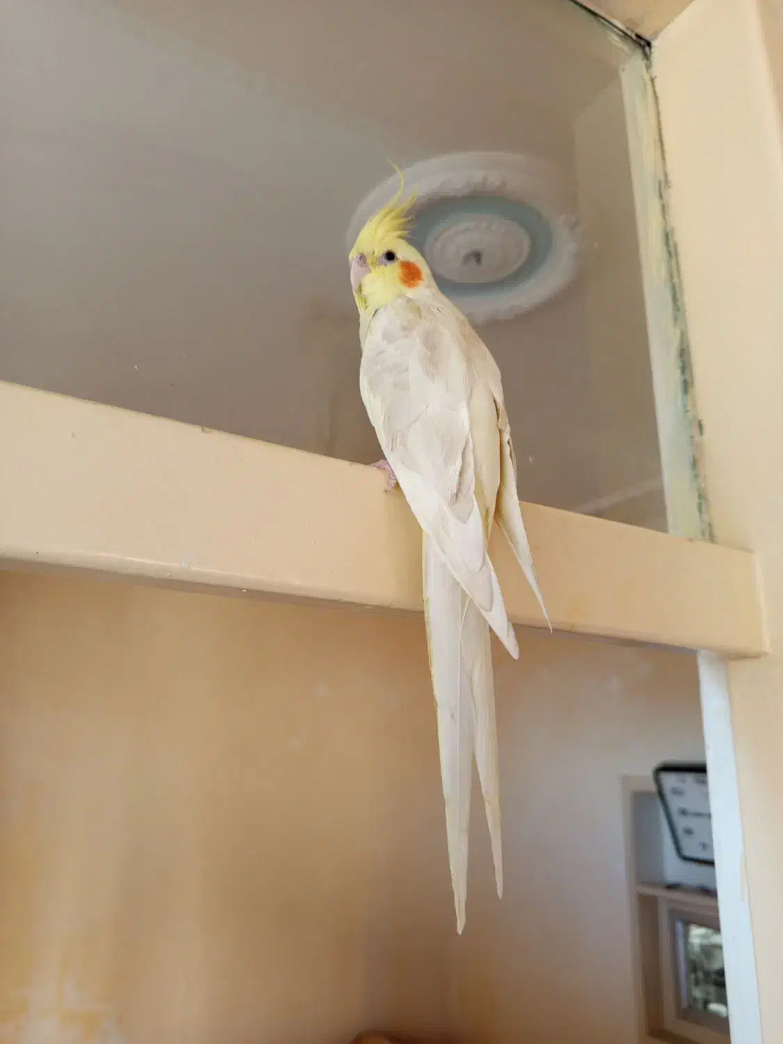 عروس هلندی|پرنده|اهر, |دیوار