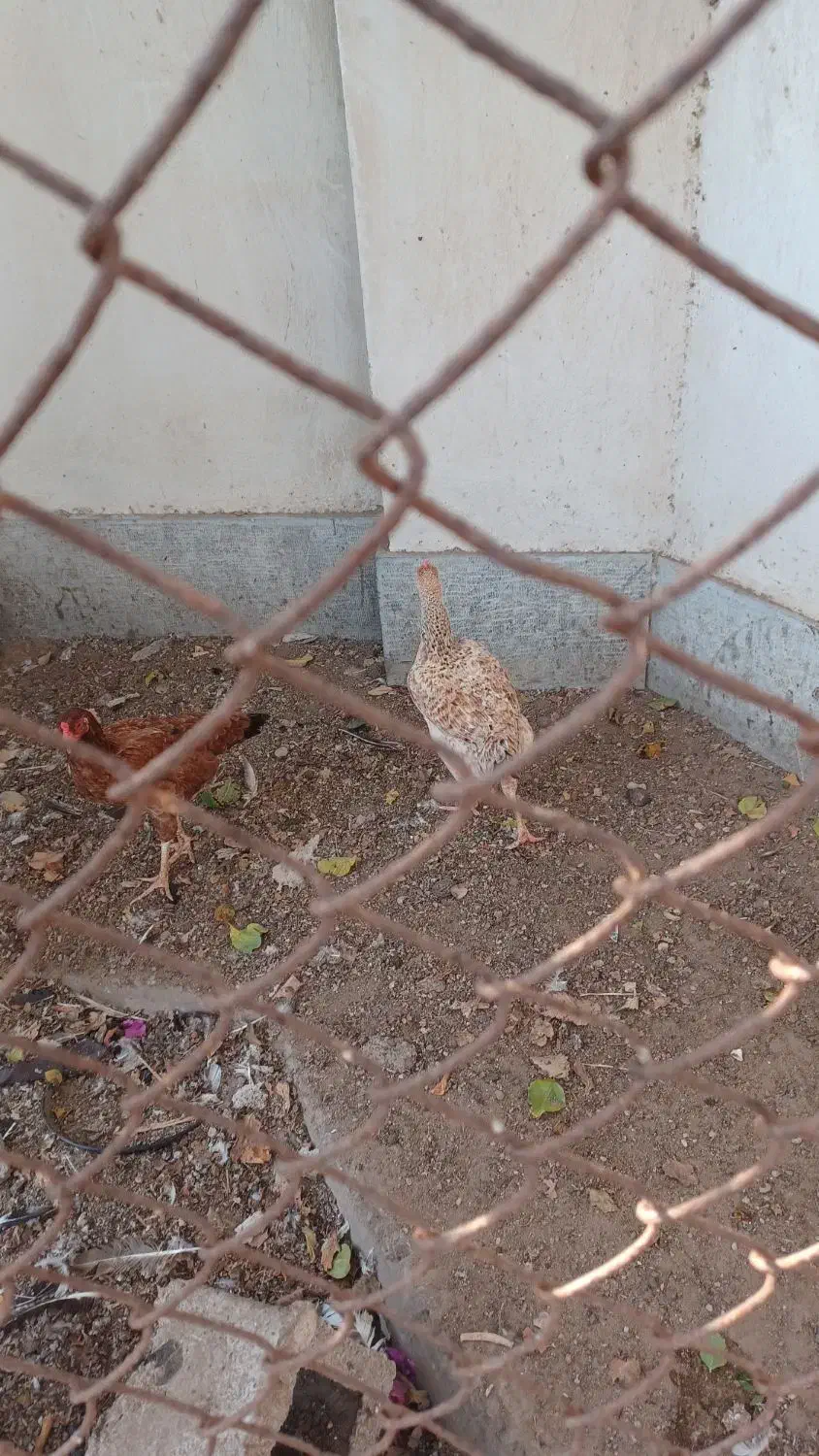 مرغ و خروس|حیوانات مزرعه|کنارک, |دیوار