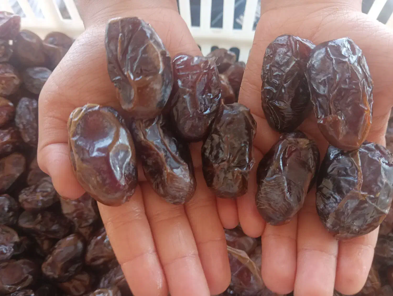 خرمای بسته بندی جنوب|خوردنی و آشامیدنی|آبپخش, |دیوار