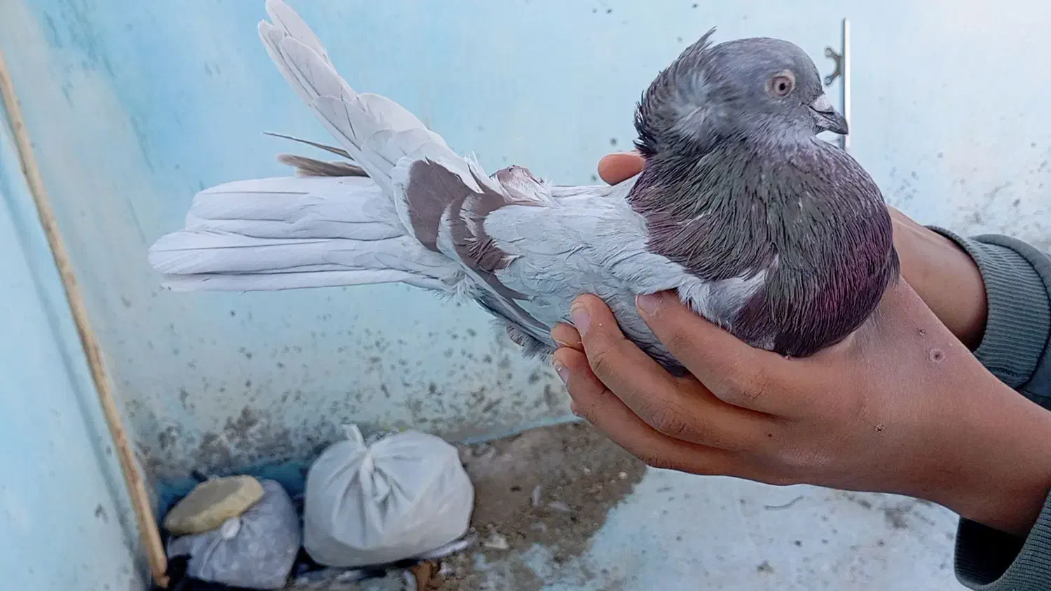 کبوتر|پرنده|شهرکرد, |دیوار