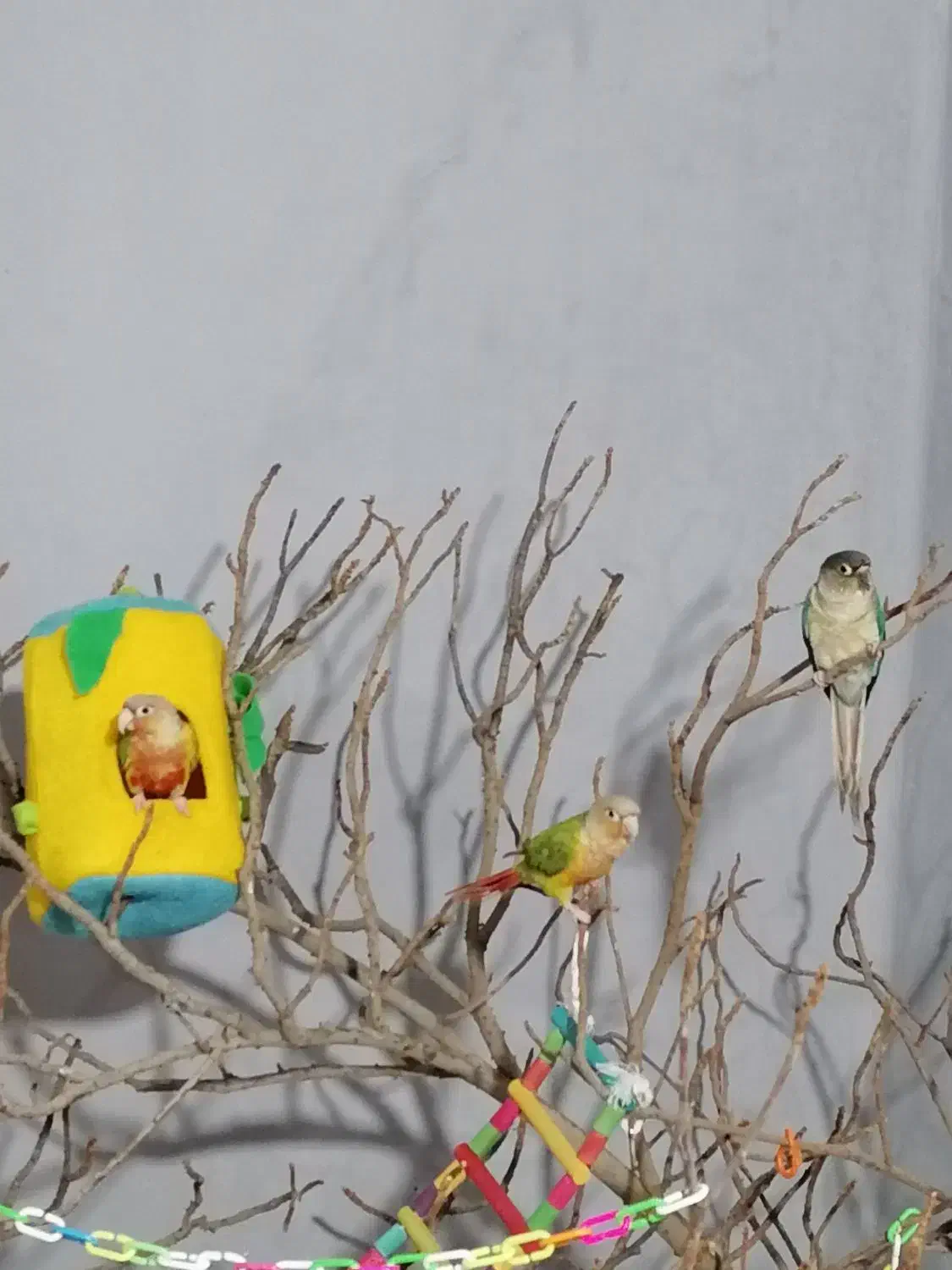 طوطی گرینچیک|پرنده|کازرون, |دیوار