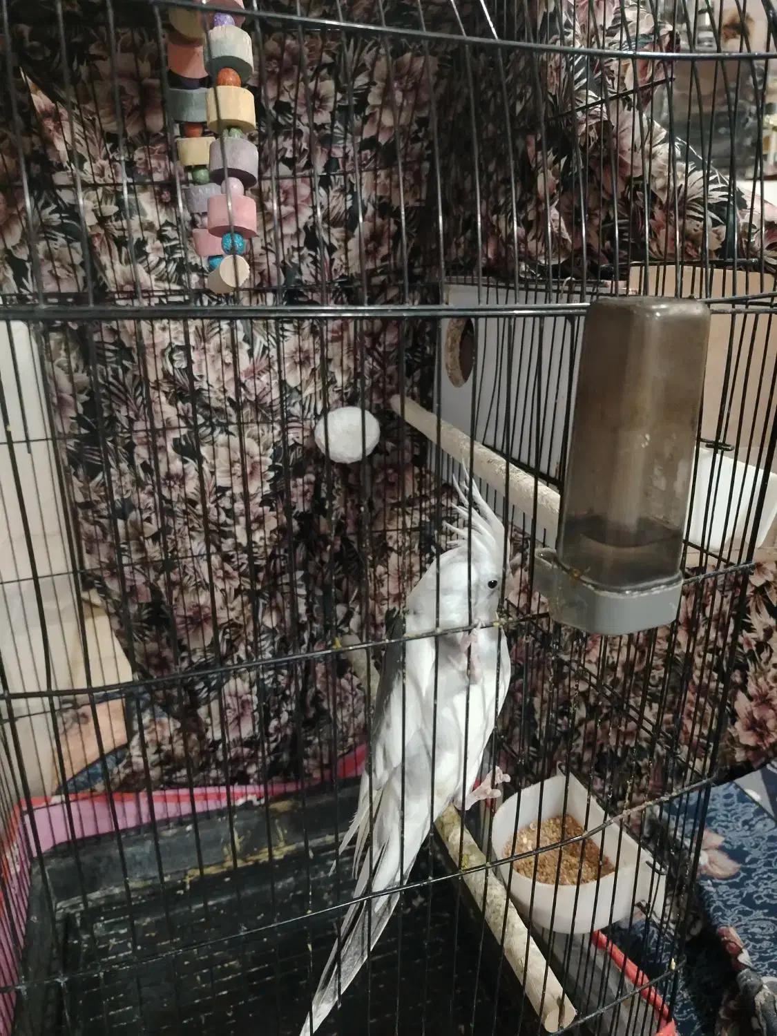 عروس هلندی سالم|پرنده|تربتحیدریه, آسایش|دیوار