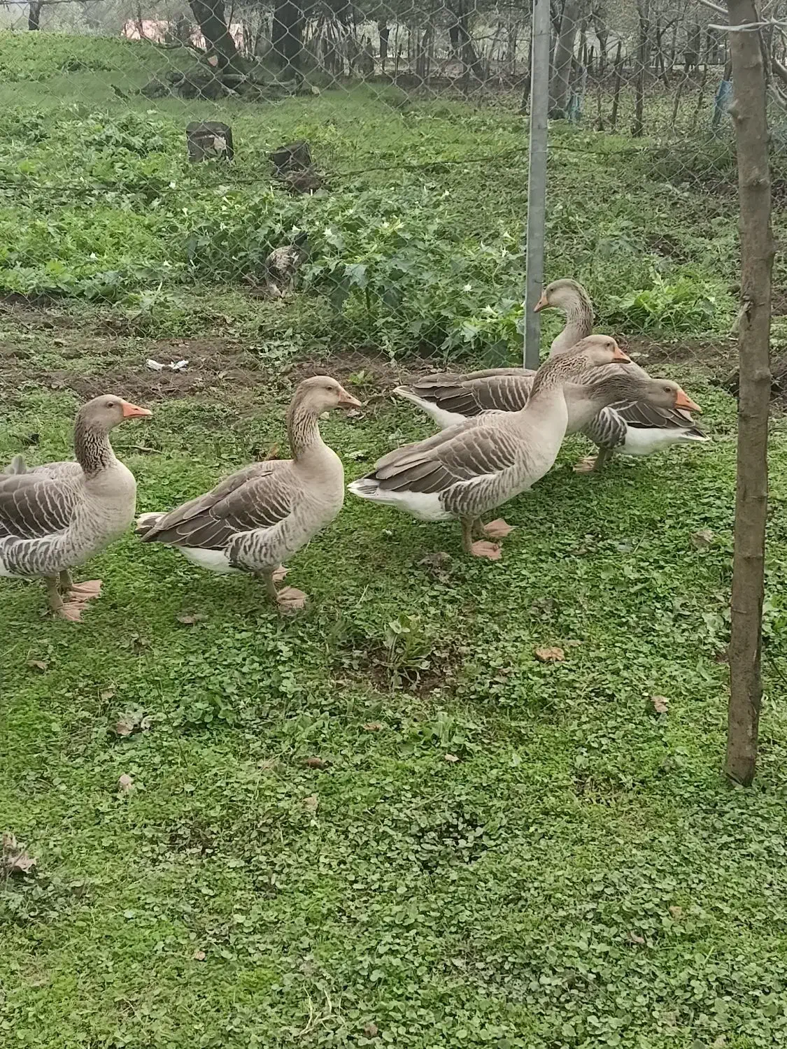 غاز|حیوانات مزرعه|تالش, هشتپر|دیوار