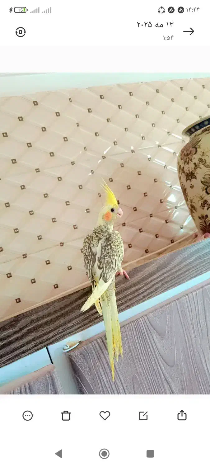 عروس هلندی|پرنده|یزد, |دیوار