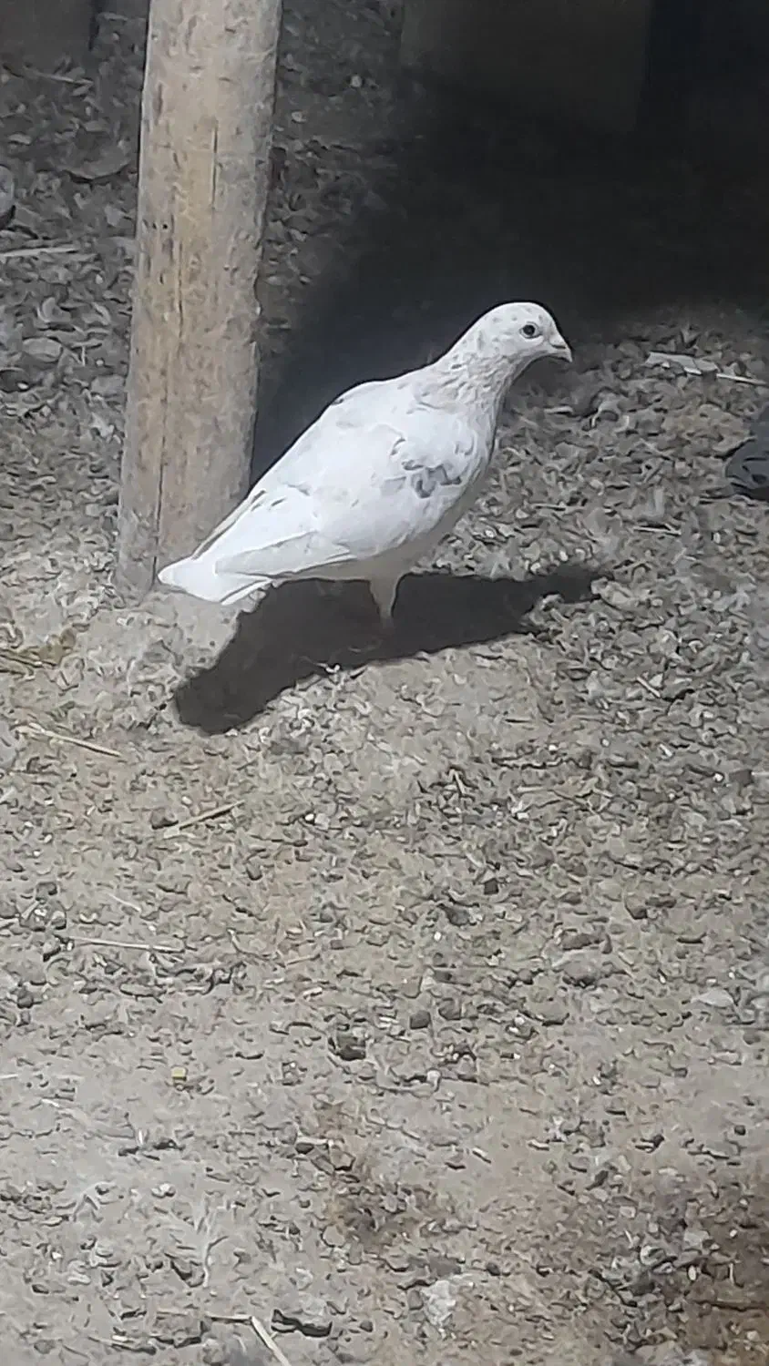 کبوتر|پرنده|بافت, |دیوار