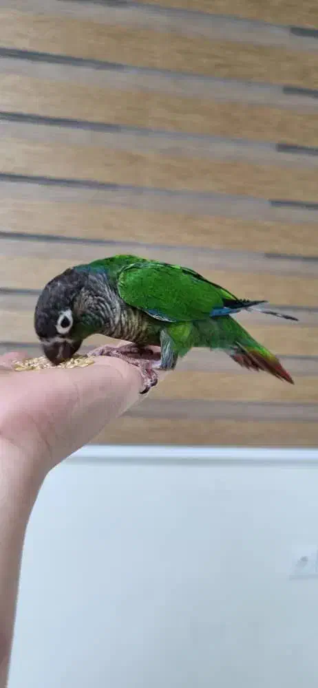 جوجه گرینجیک معاوضه|پرنده|باقرشهر, |دیوار