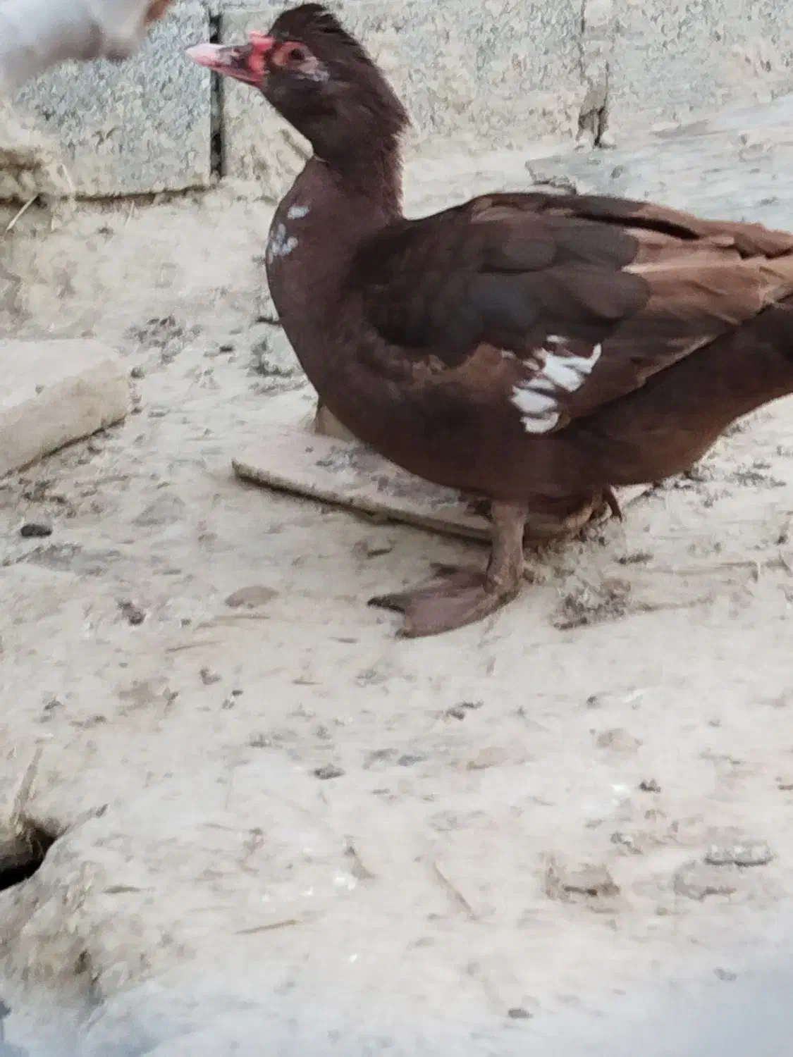 اردک اسرائیلی|حیوانات مزرعه|گمیشان, |دیوار