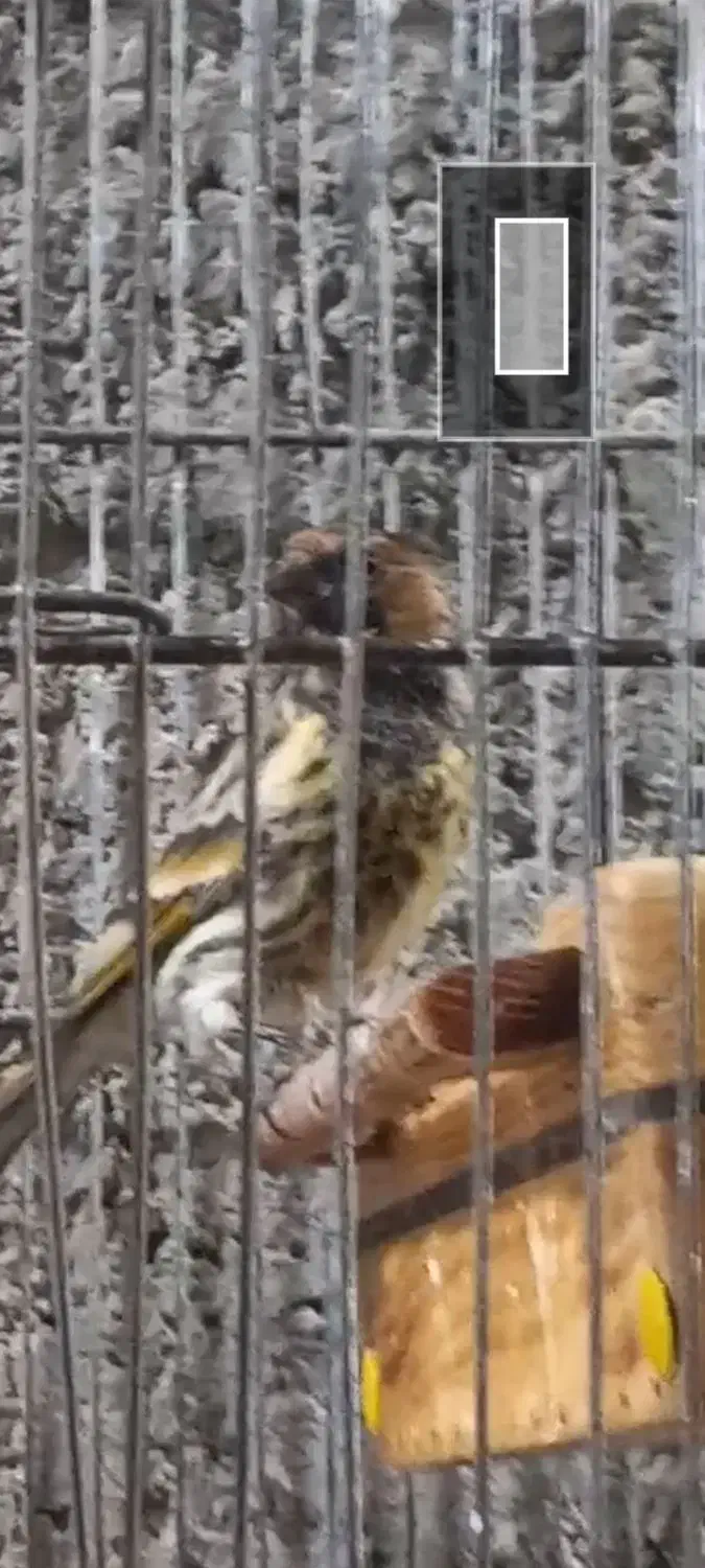 سهره|پرنده|امیدیه, |دیوار