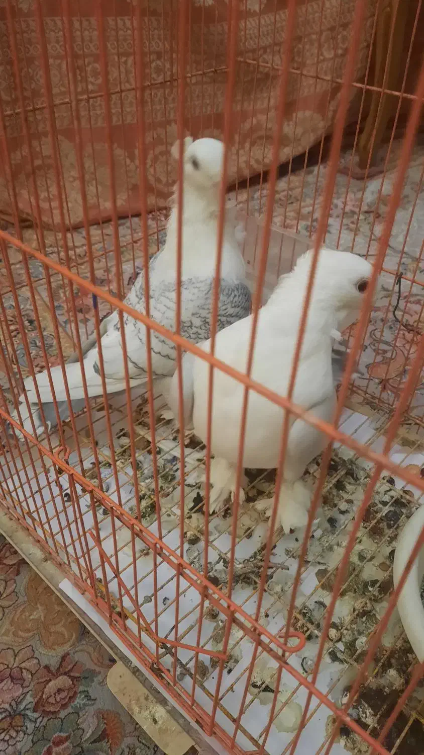 کبوتر بلژیکی اصل نوک قنار پرشی زینتی با جوجه باقفس|پرنده|فردیس, فردیس|دیوار