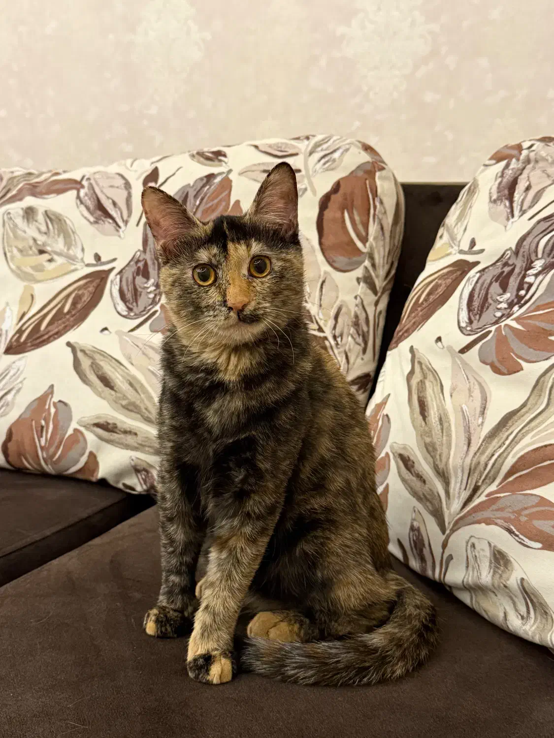 واگذاری گربه|گربه|بندرعباس, |دیوار