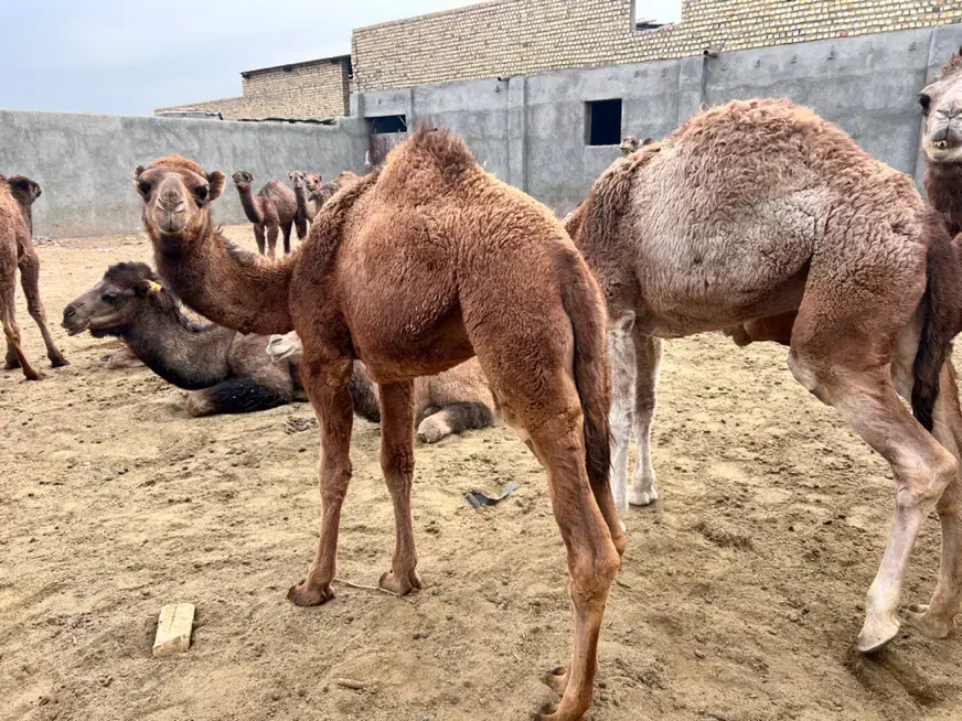 ۲تاشترماده ‌۶تا کره شترنر|حیوانات مزرعه|مشهد, شهرک مهر آباد|دیوار
