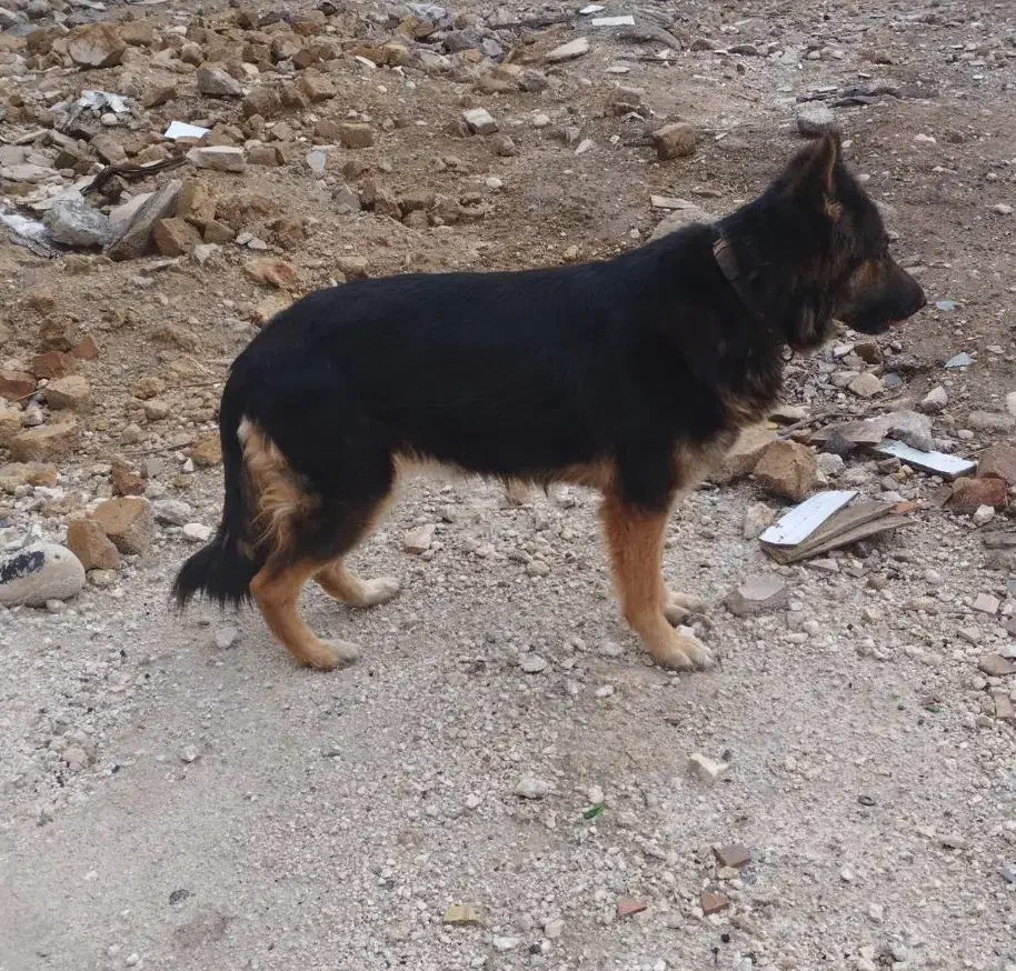 ژرمن شپرد|سگ|قصرشیرین, |دیوار