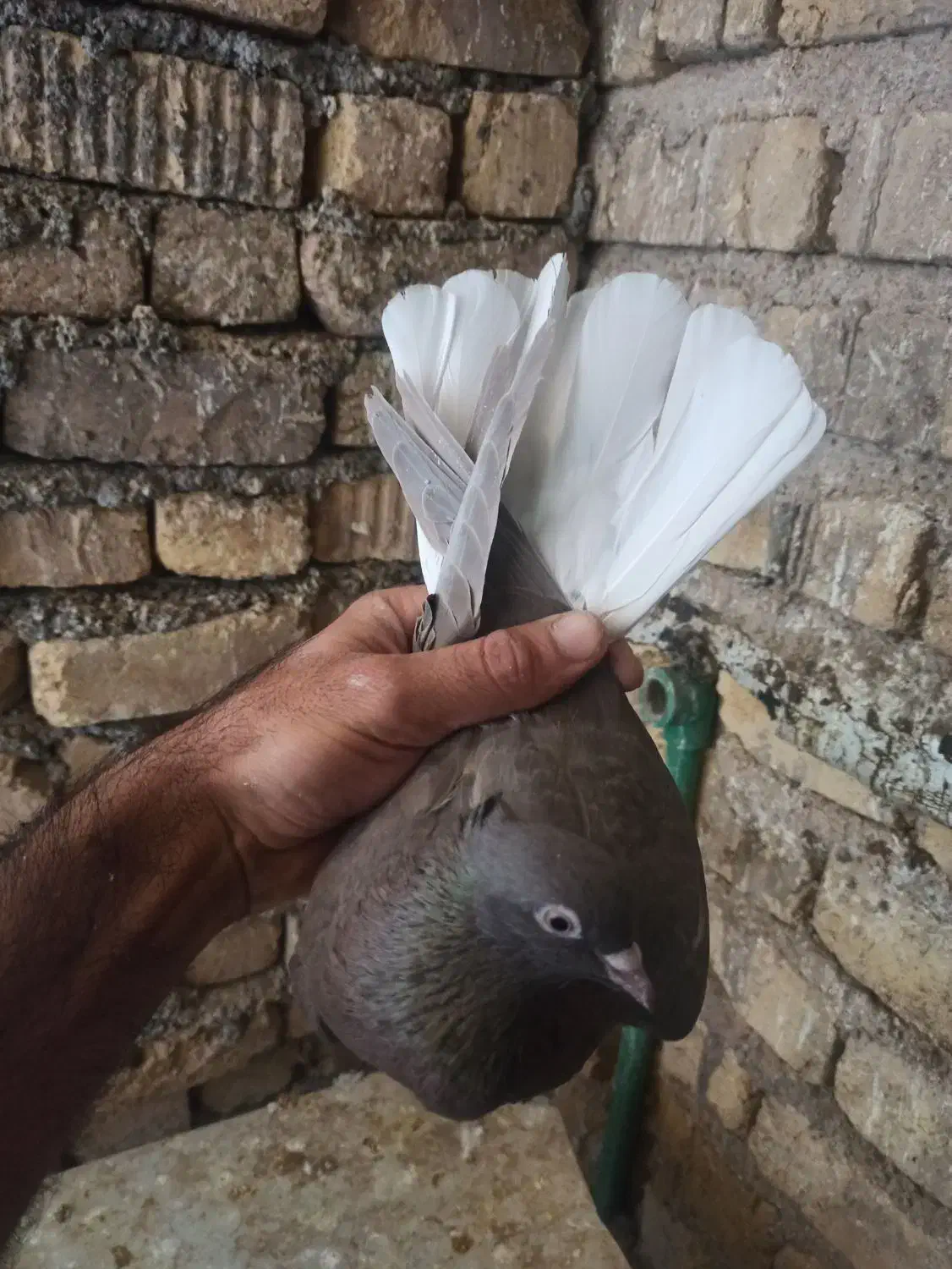 دوتا دم سفید ماده|پرنده|شیراز, داریون|دیوار