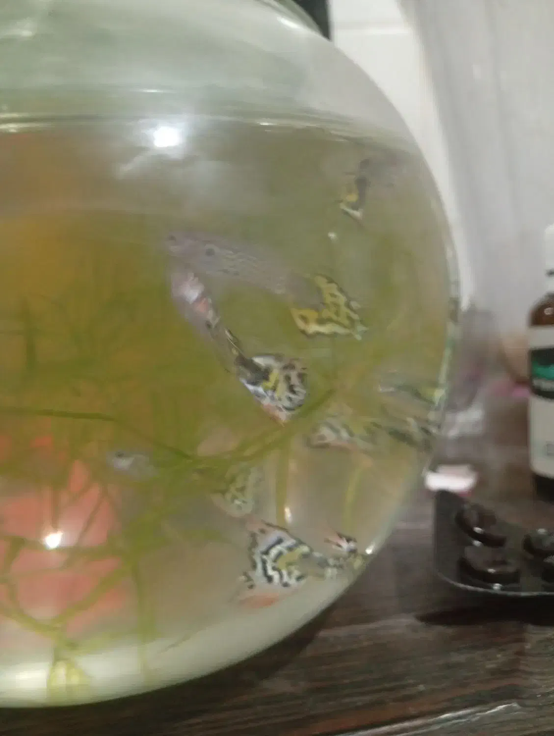 ماهی گوپی|ماهی|یزد, |دیوار