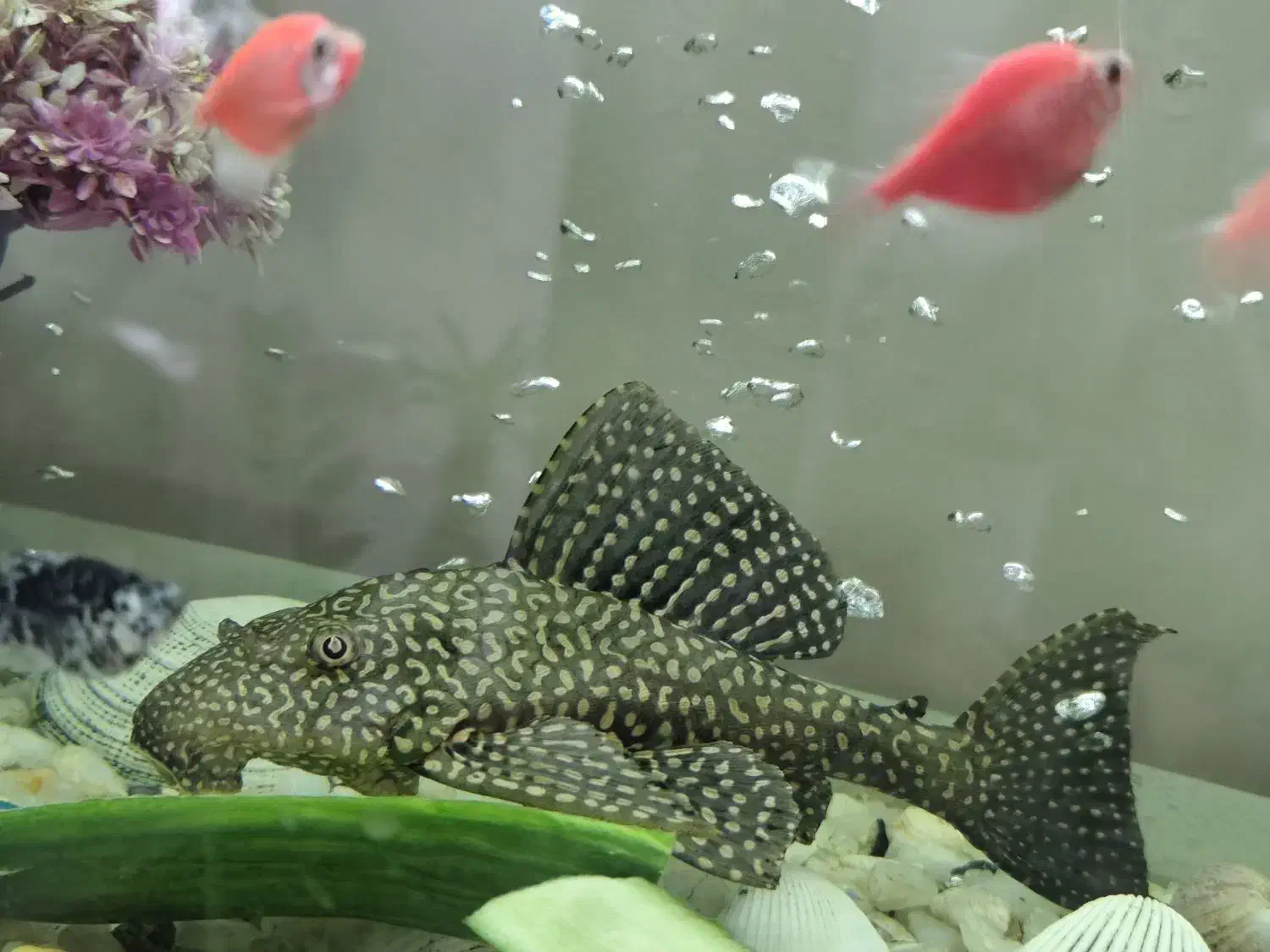 لحن خوار سایز بالای ،25سانت|ماهی|تبریز, |دیوار