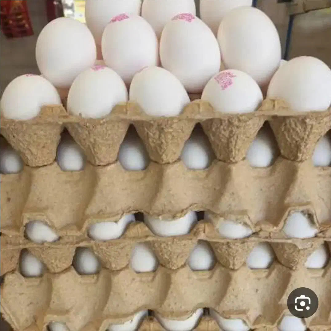 تخم مرغ|خوردنی و آشامیدنی|شیراز, تندگویان|دیوار