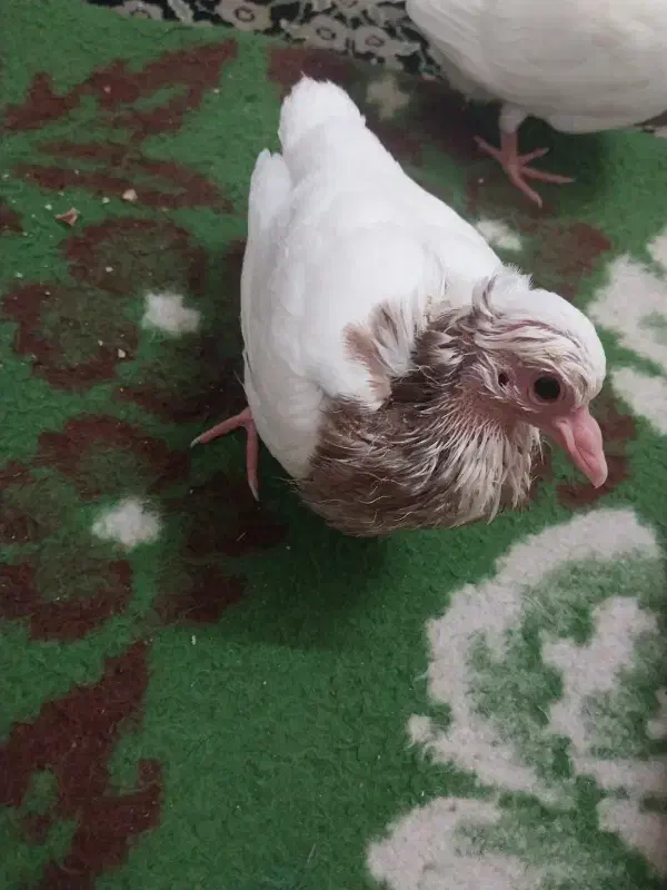 کبوتر(کفتر)جوجه طوقی|پرنده|یزد, |دیوار