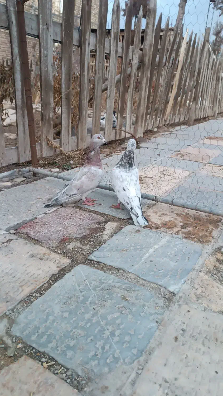 یک جفت هفرنگ فروشی|پرنده|اسفرورین, |دیوار