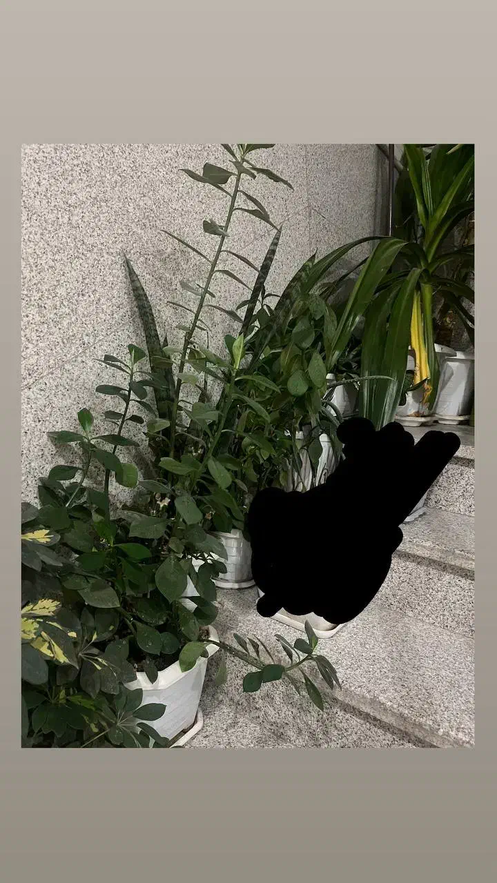 گل های طبیعی و سالم|گل و گیاه طبیعی|اراک, |دیوار