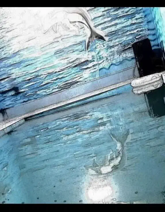 اجاره ویلا استخر آبگرم داخل فول امکانات العان خالی|اجارهٔ کوتاهمدت ویلا و باغ|مشهد, اقبال|دیوار