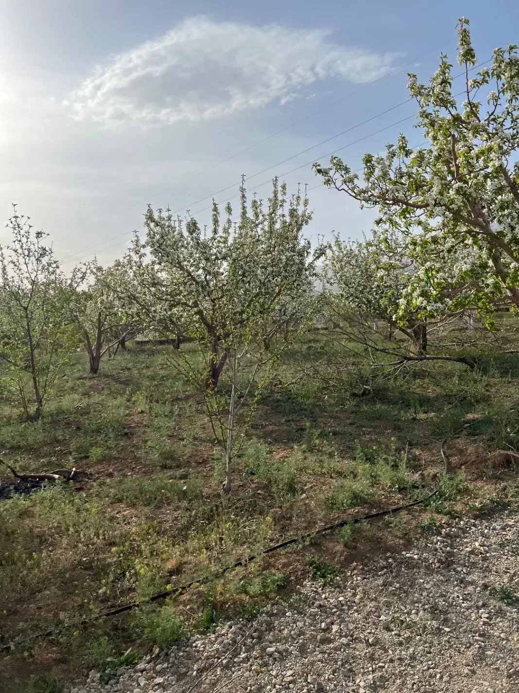 ۷۵۰متر زمین شهرکی متری ۳۷۰۰ جابان دماوند اقساطی|فروش زمین و ملک کلنگی|دماوند, دماوند|دیوار