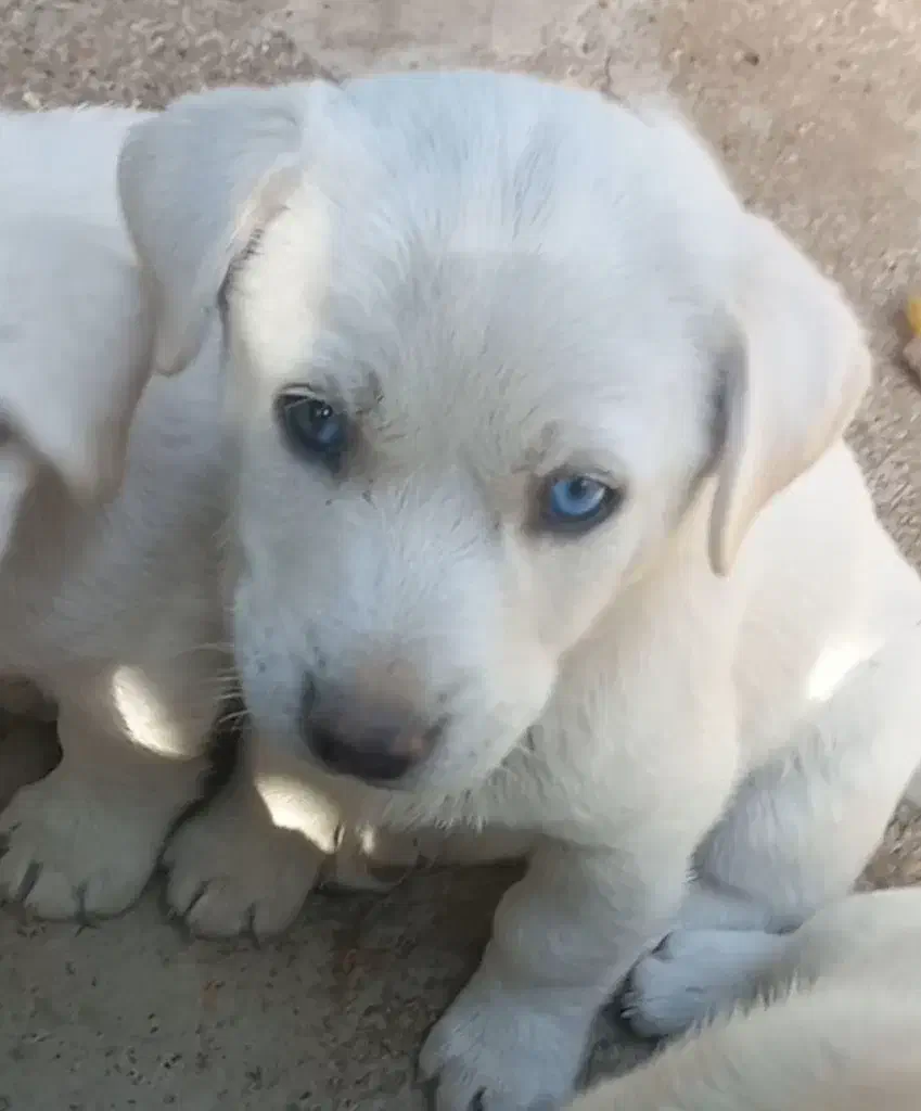 سگ میکس هاسکی چشم آبی پا کوتاه|سگ|شیراز, ابیوردی|دیوار