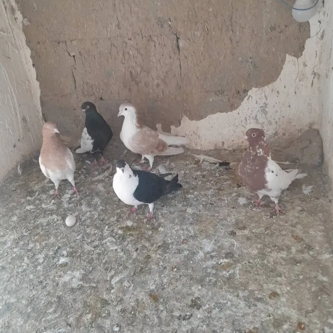 کبوتر شهرستانی|پرنده|هشتگرد, قاسم آباد بزرگ|دیوار