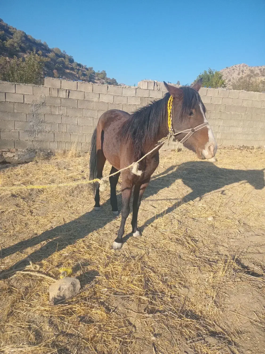 فروش  ماده هست|اسب و تجهیزات اسبسواری|یاسوج, |دیوار