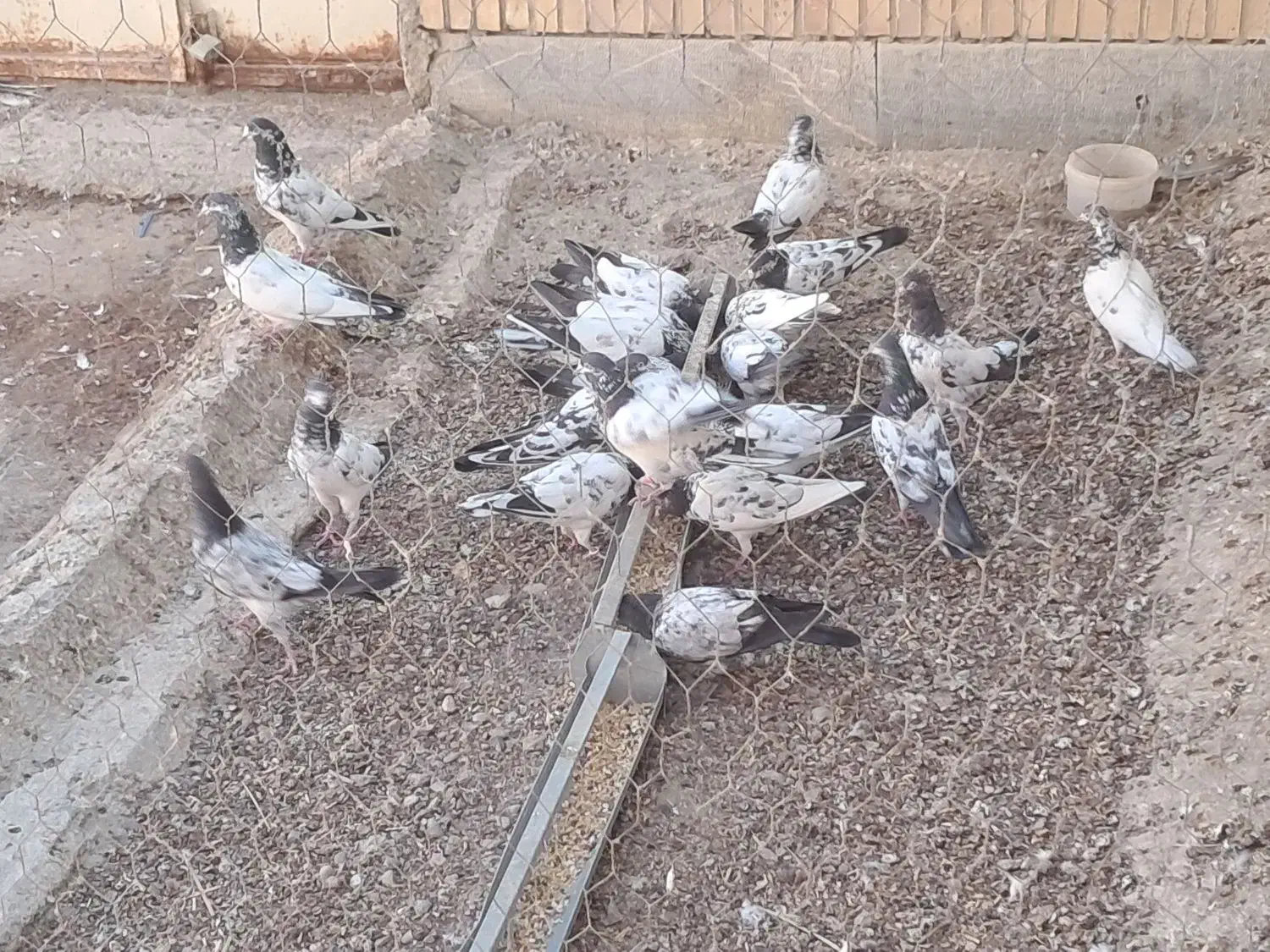 حراج شعبان|پرنده|میناب, |دیوار